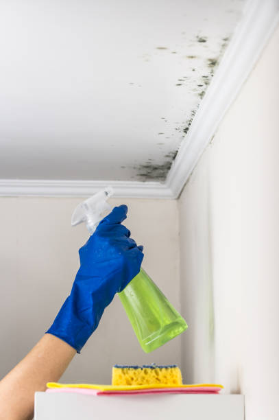 Best HVAC Mold Remediation in Carlyss, LA